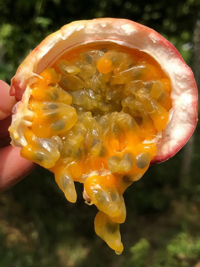 百香果