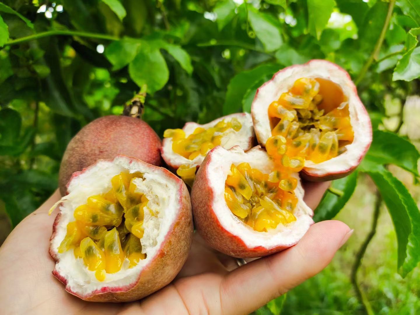 新鲜切开的百香果,展示其多汁果肉与黑色种子 百香果切开展示果肉与种子