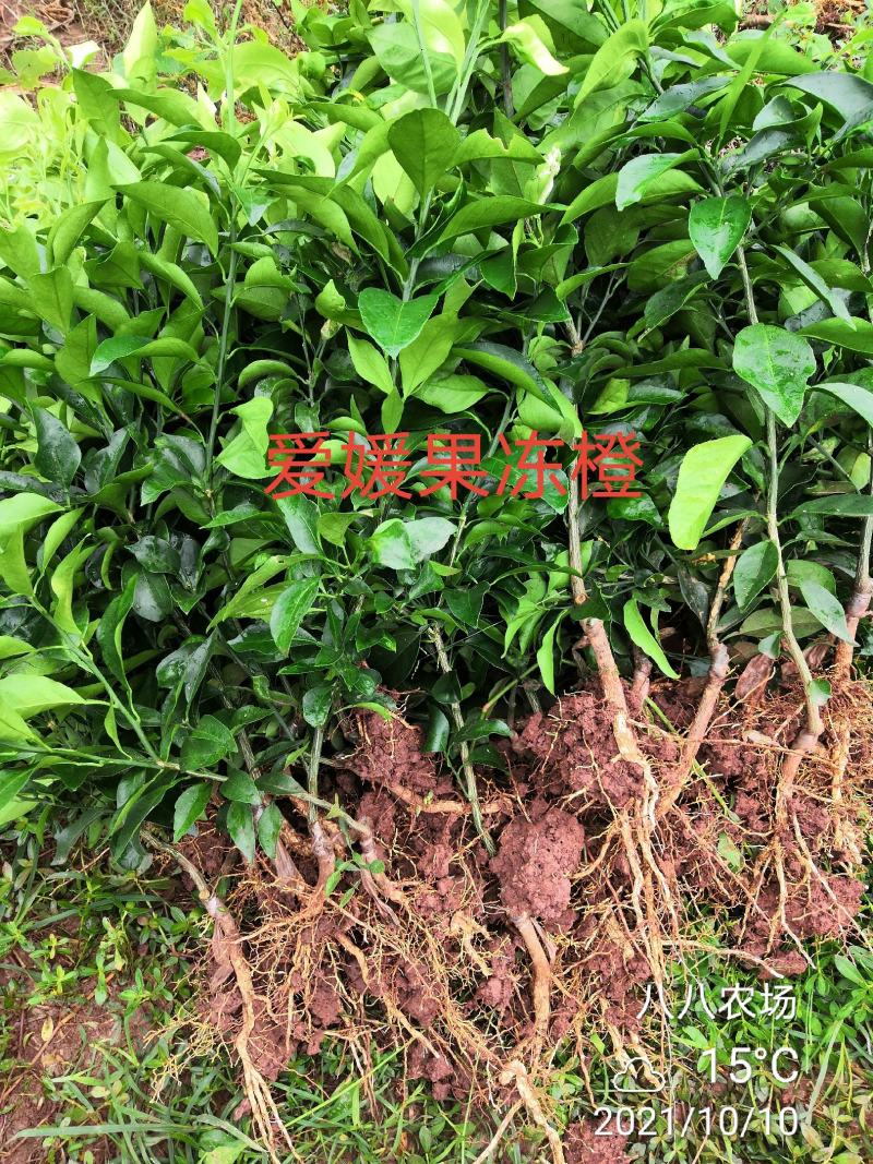 红美人柑橘苗明日见早熟砂糖橘耙耙柑大雅沃柑等柑橘苗