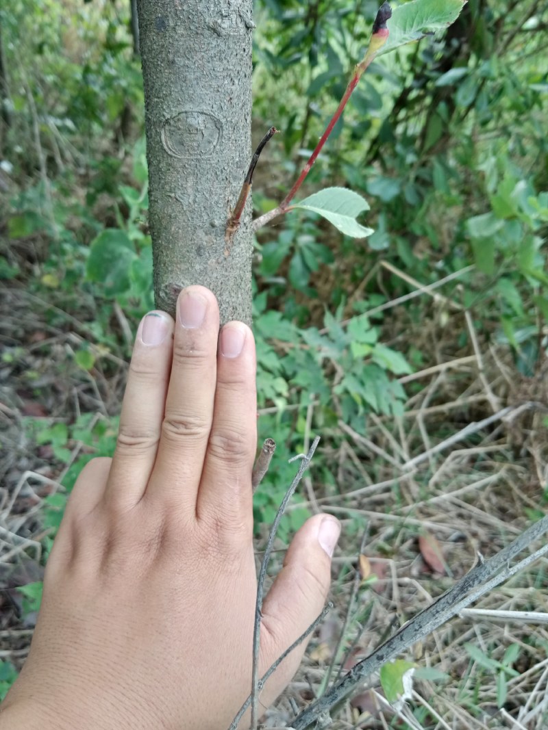 红叶石楠