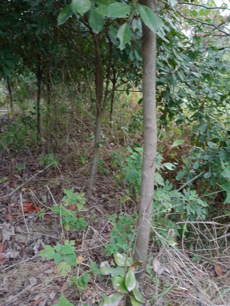 红叶石楠