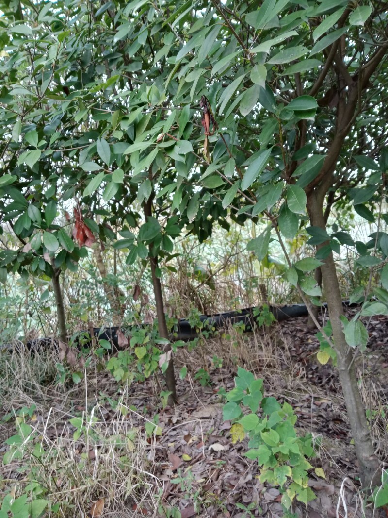 红叶石楠