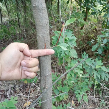 红叶石楠