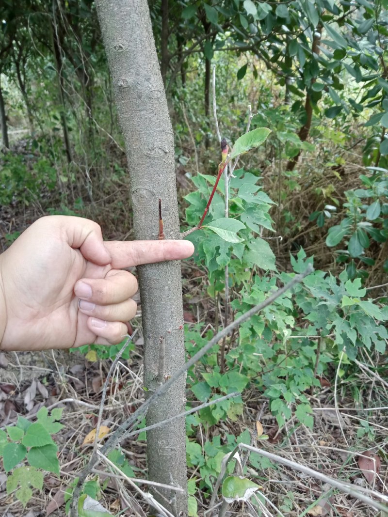 红叶石楠