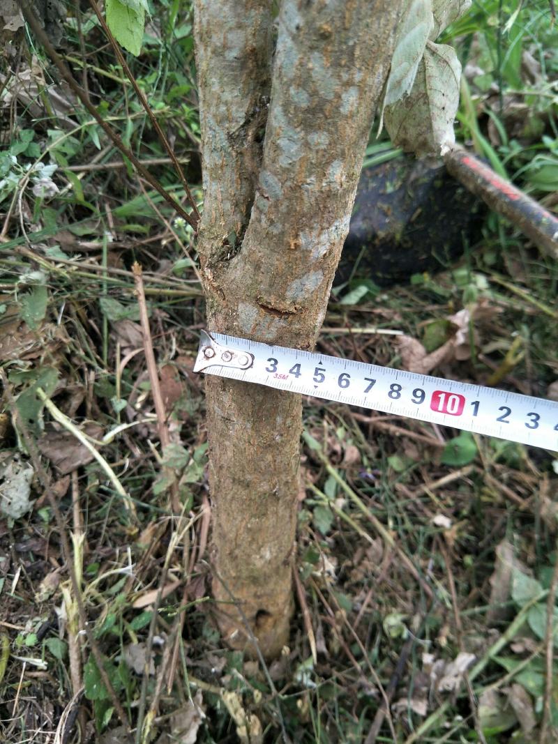 软籽石榴树