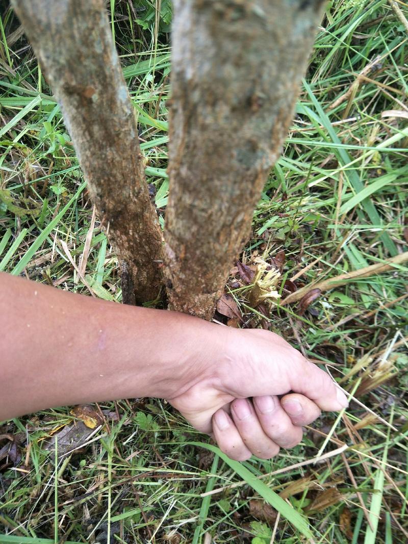 软籽石榴树