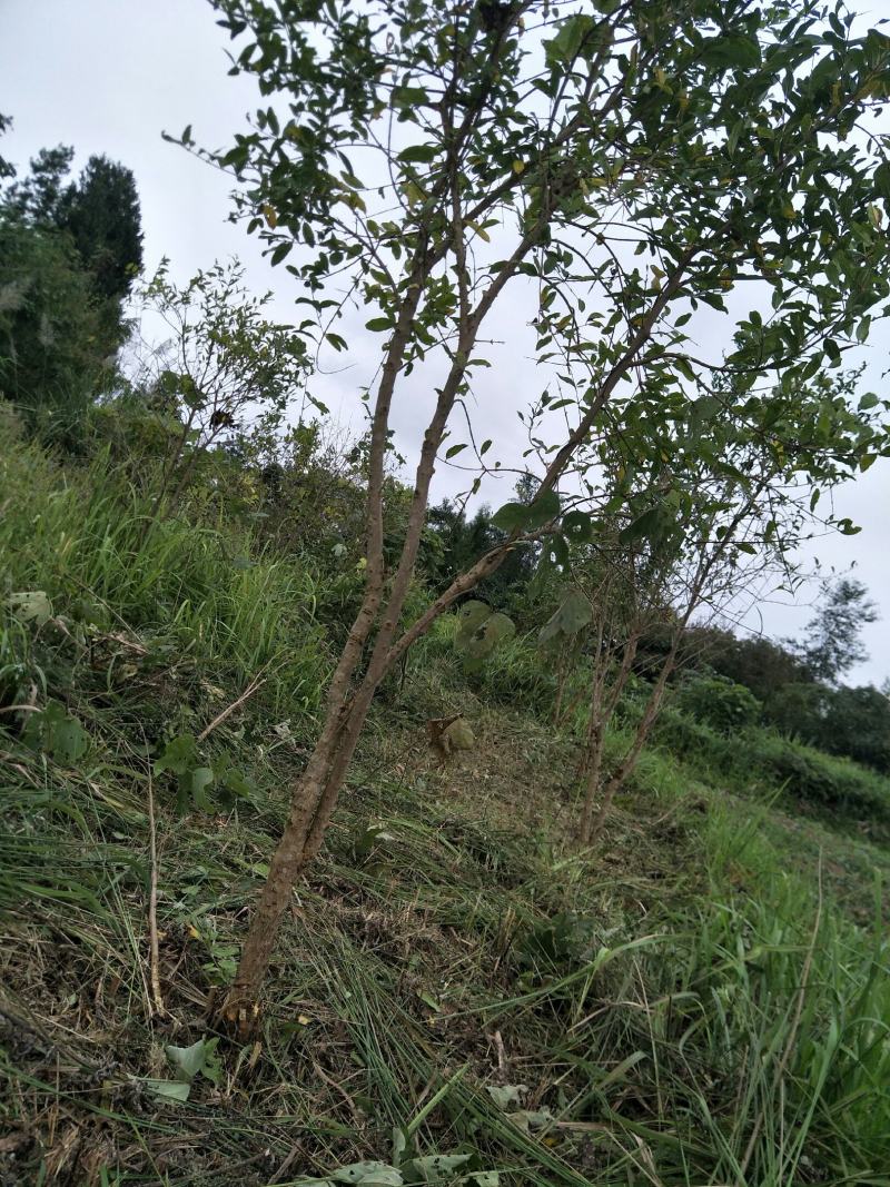 软籽石榴树