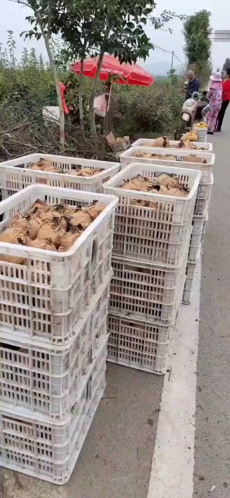 晚秋黄梨不是冷库货果子在树上个大无渣水多大量大果