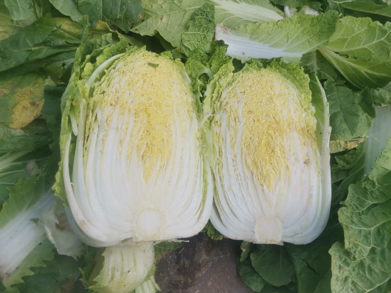 江苏黄心大白菜，精品白菜，加工厂，泡菜，酸菜厂食品加工厂