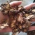 【诺一药材】羌活川羌活精品药材可视频看货