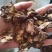 【诺一药材】羌活川羌活精品药材可视频看货