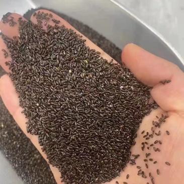 薰衣草种子香草植物花籽多年生耐寒草花孑