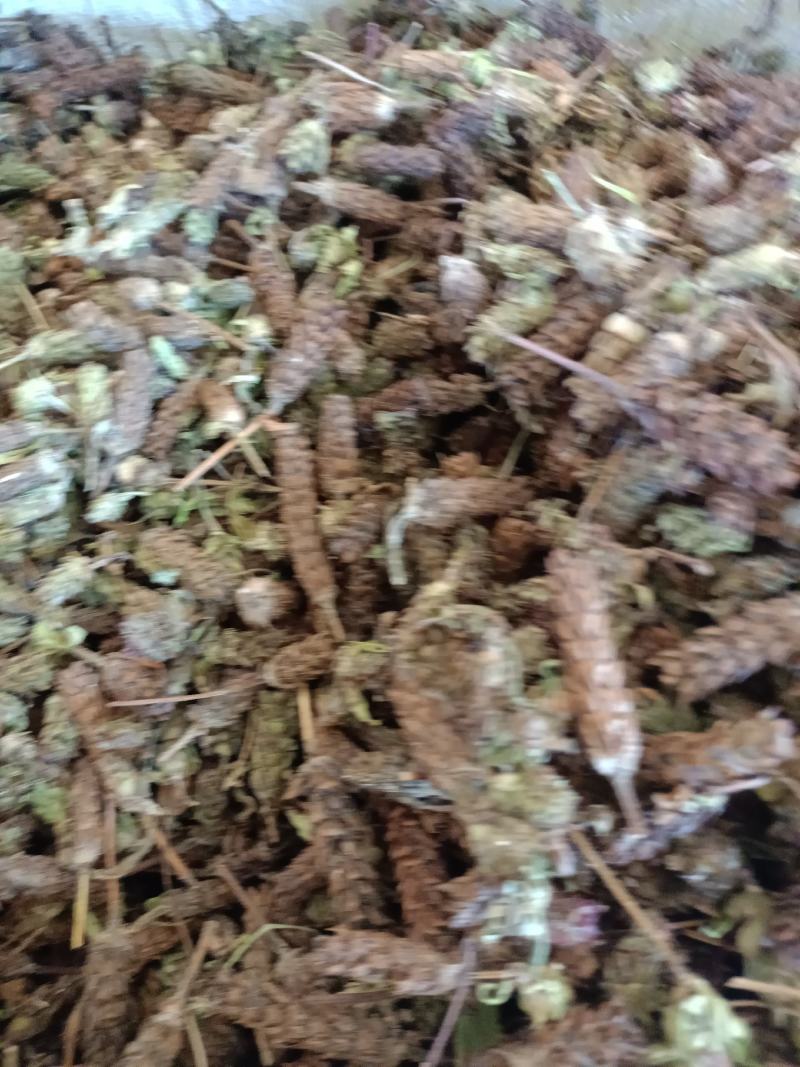 夏枯草贵州产地一手资源质量保证，欢迎广大客户订购。