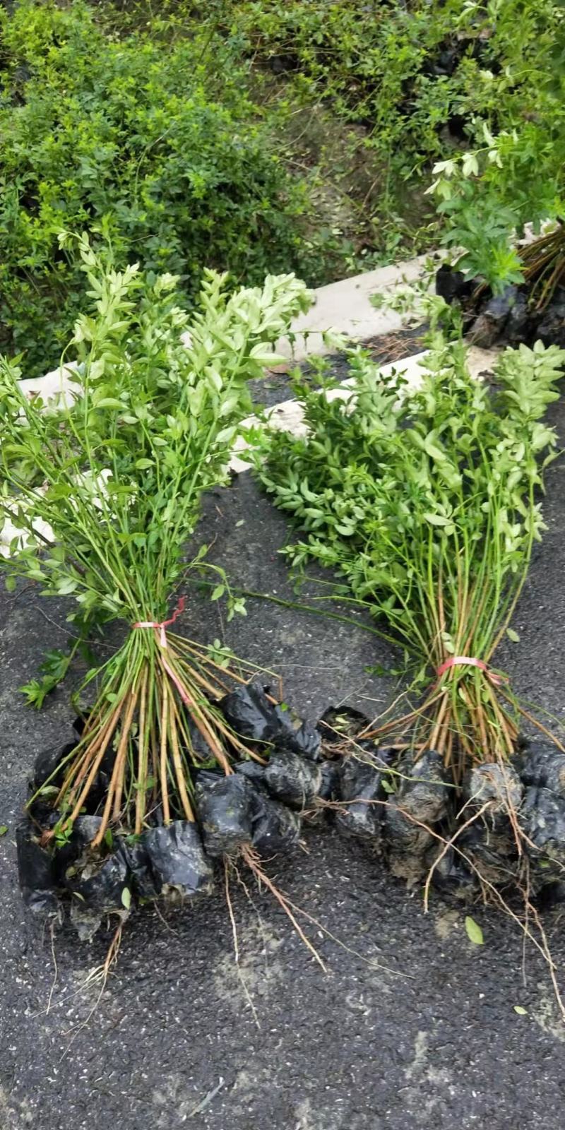 本基地常年供应各种苗木花迎春花，质量保证，基地货欢迎选购