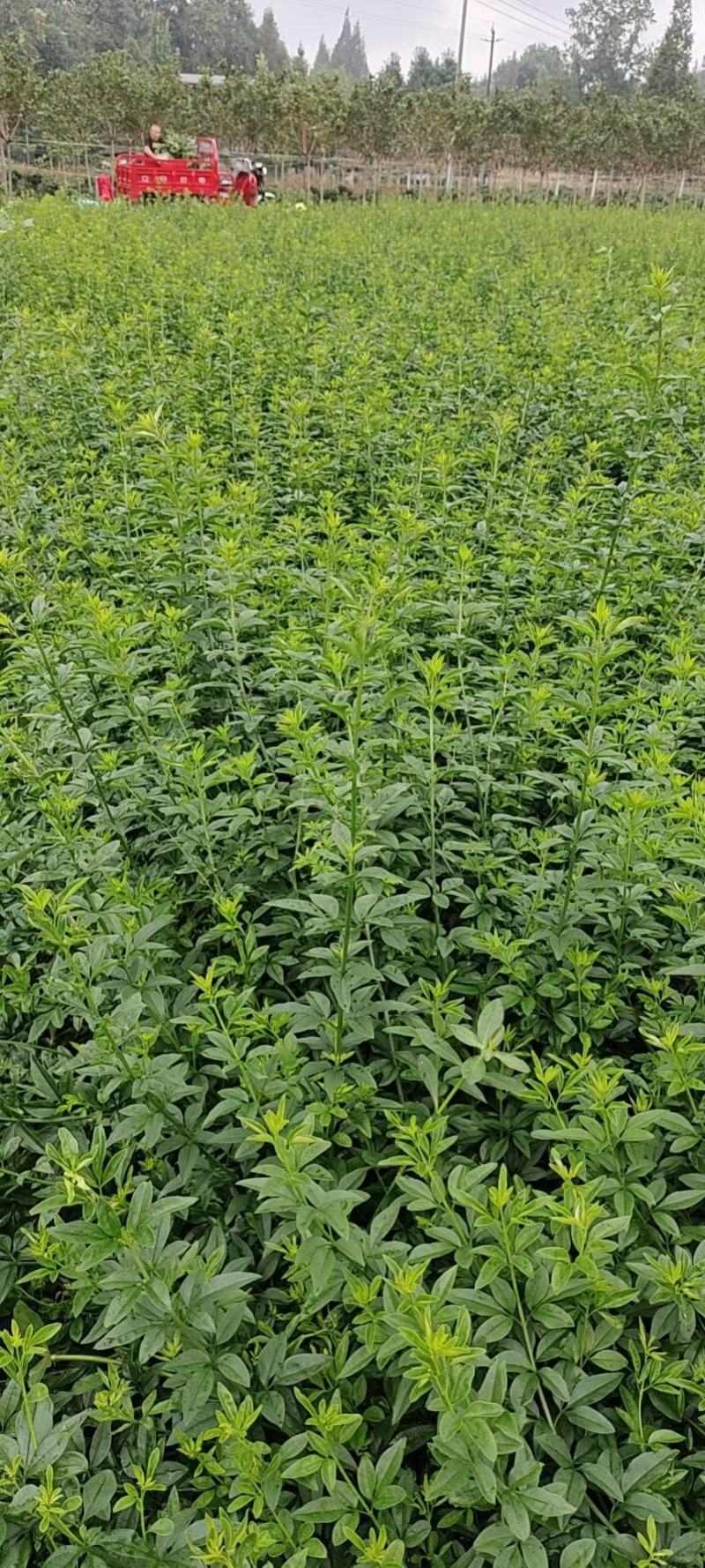 本基地常年供应各种苗木花迎春花，质量保证，基地货欢迎选购