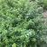 本基地常年供应各种苗木花迎春花，质量保证，基地货欢迎选购