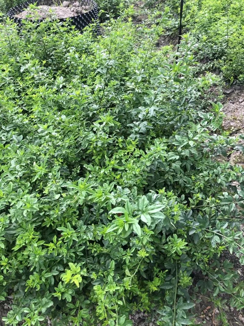 本基地常年供应各种苗木花迎春花，质量保证，基地货欢迎选购