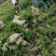 本基地常年供应各种苗木花迎春花，质量保证，基地货欢迎选购