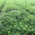 本基地常年供应各种苗木花迎春花，质量保证，基地货欢迎选购