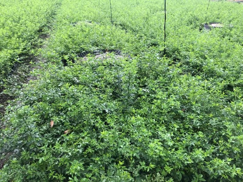 本基地常年供应各种苗木花迎春花，质量保证，基地货欢迎选购
