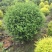 本基地常年供应各种苗木花卉30迎春球，规格齐全，质量保证