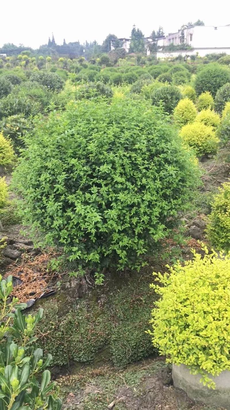 本基地常年供应各种苗木花卉30迎春球，规格齐全，质量保证