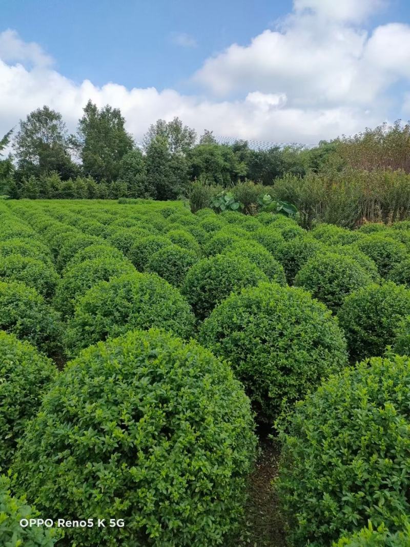 本基地常年供应各种苗木花卉30迎春球，规格齐全，质量保证