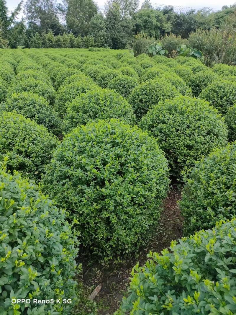 本基地常年供应各种苗木花卉30迎春球，规格齐全，质量保证