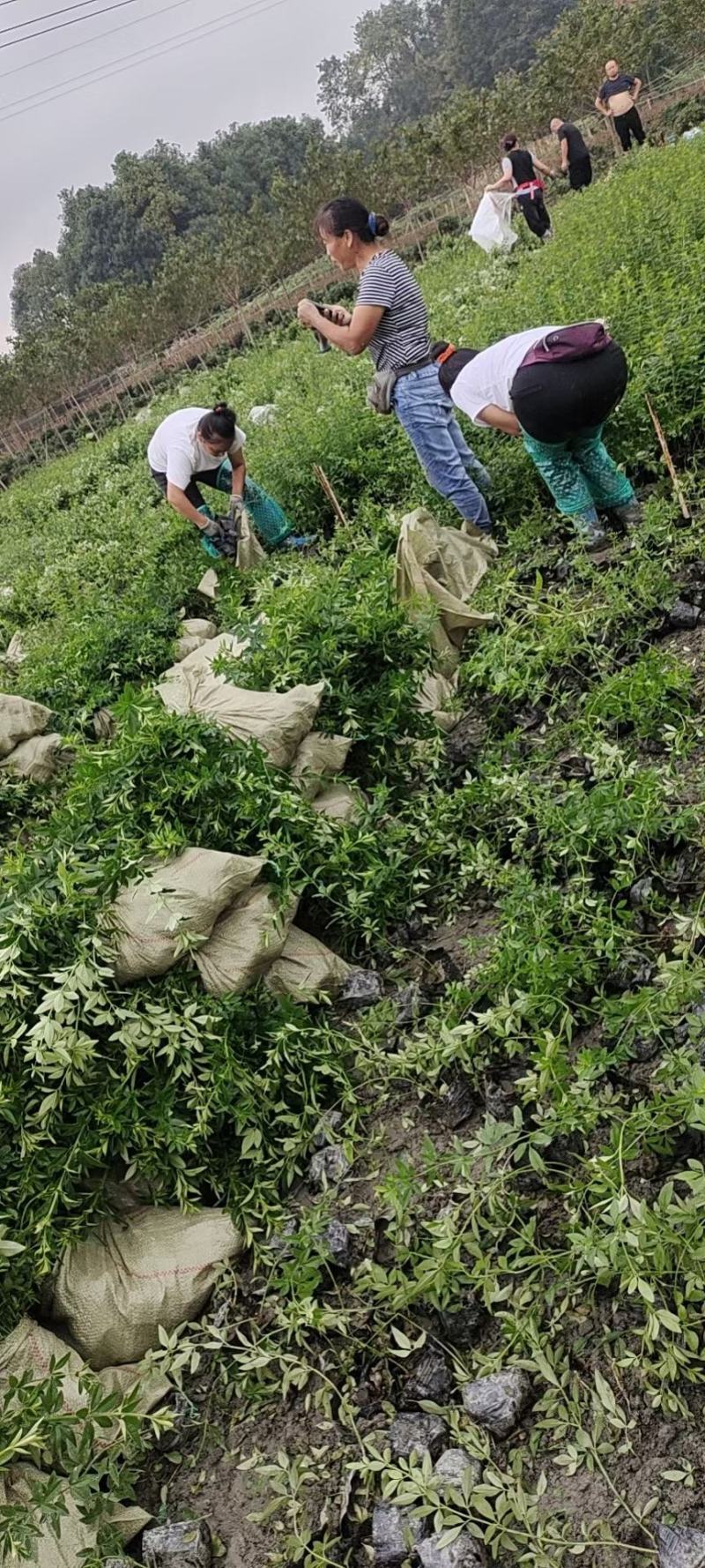 四川成都温江基地迎春，基地货质量保证，货源充足