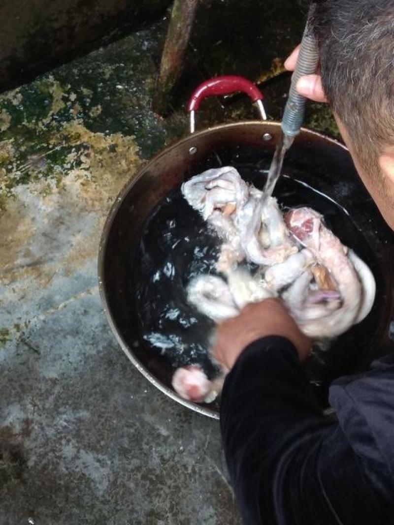 白牦牛