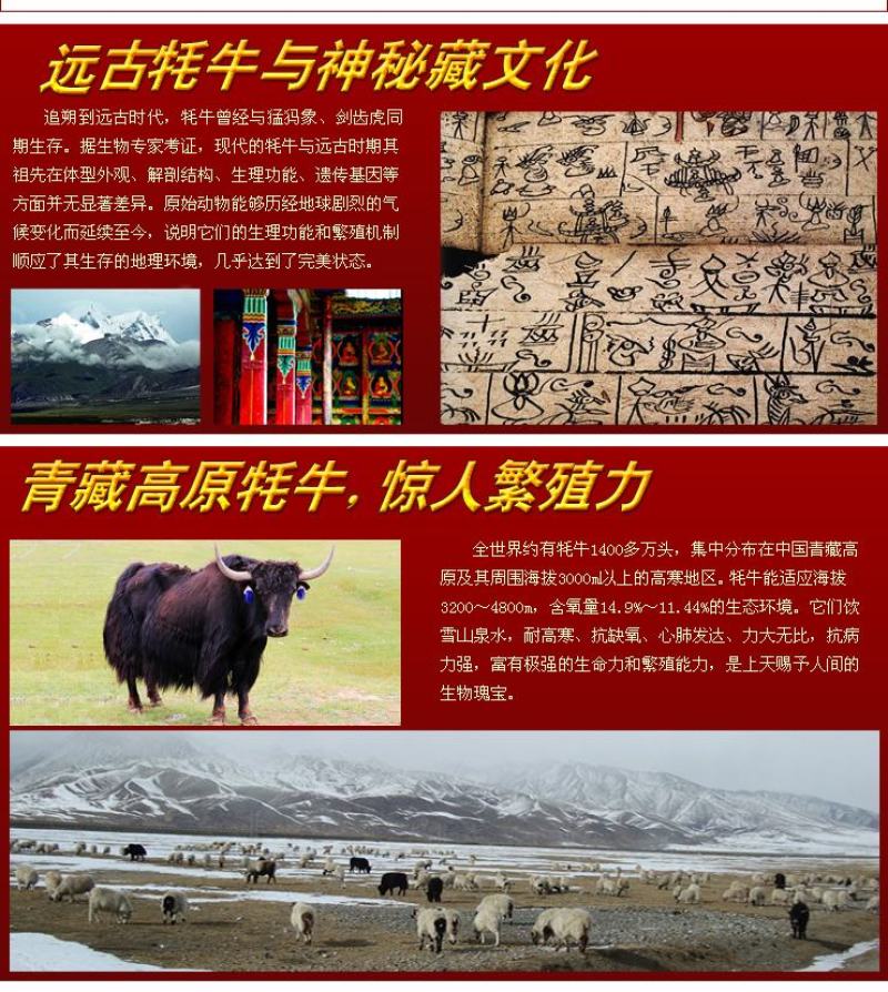 白牦牛