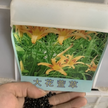 大花萱草种子萱草种籽黄花萱草种盆栽花宿根多年花种子
