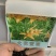 大花萱草种子萱草种籽黄花萱草种盆栽花宿根多年花种子
