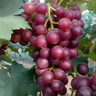 头茬巨峰葡萄大量供应，货源稳定价格美丽