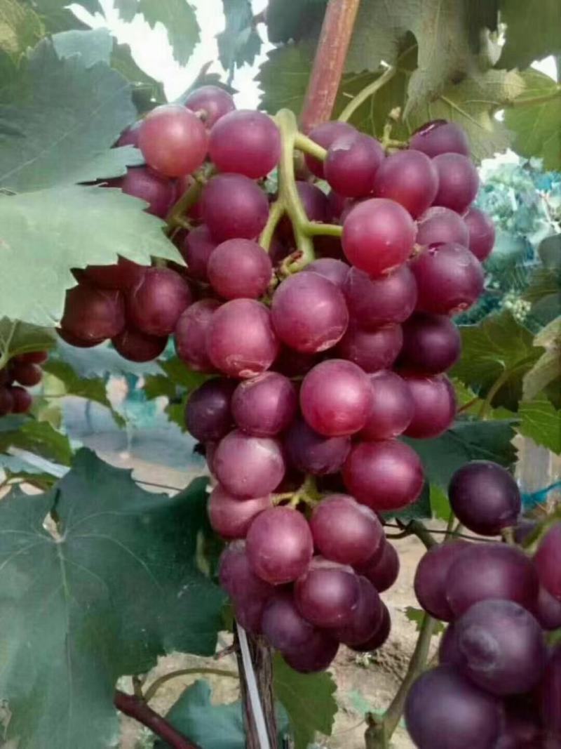 头茬巨峰葡萄大量供应，货源稳定价格美丽