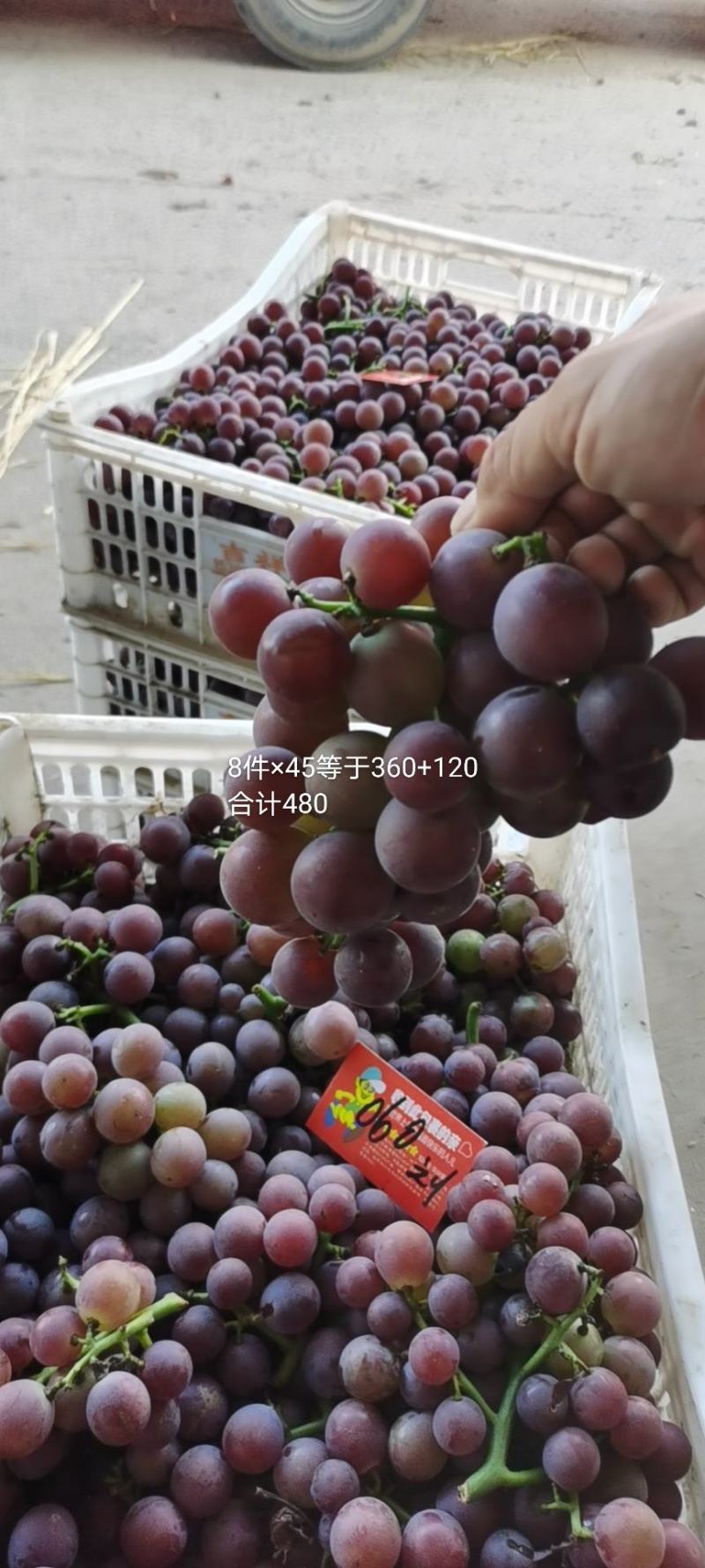 头茬巨峰葡萄大量供应，货源稳定价格美丽