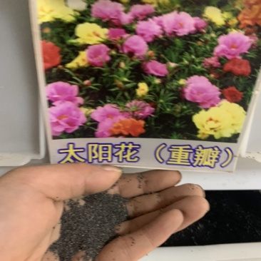 太阳花种子松叶牡丹花种混色阳台花籽重瓣盆栽花卉种孑