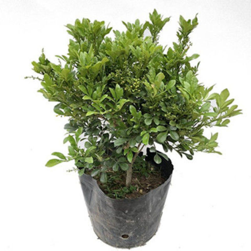 树形独杆米兰九里香盆栽花四季开花不断室内香花植物净化空气