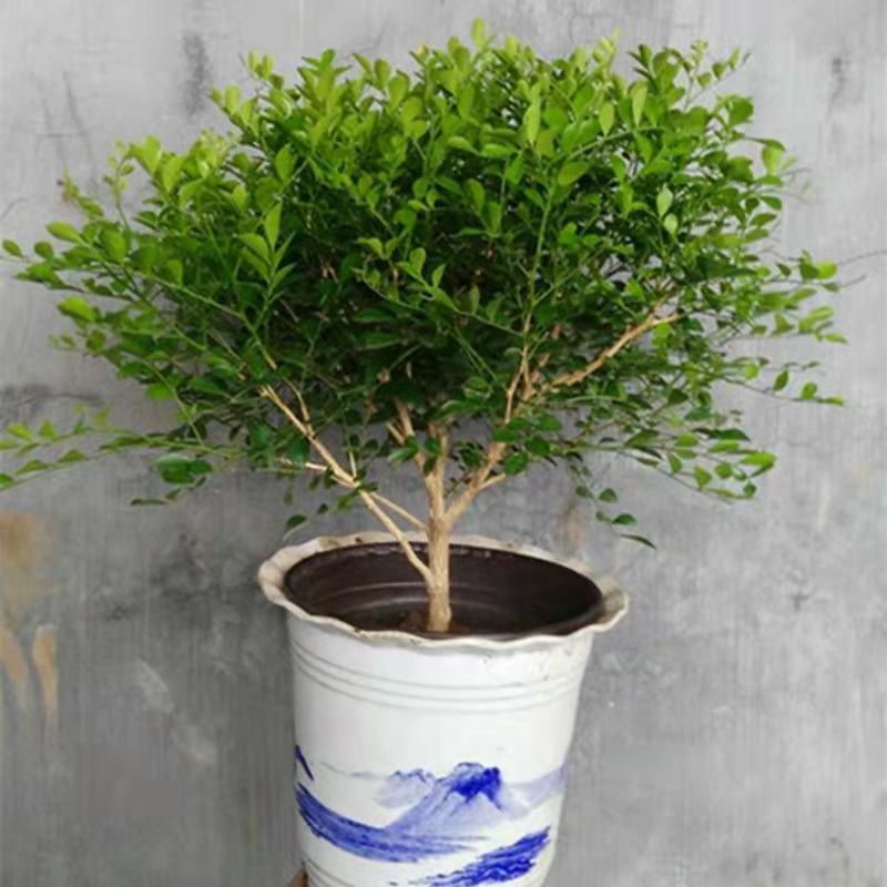 树形独杆米兰九里香盆栽花四季开花不断室内香花植物净化空气