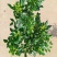 树形独杆米兰九里香盆栽花四季开花不断室内香花植物净化空气
