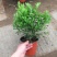 树形独杆米兰九里香盆栽花四季开花不断室内香花植物净化空气
