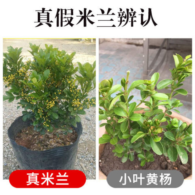 树形独杆米兰九里香盆栽花四季开花不断室内香花植物净化空气