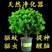 树形独杆米兰九里香盆栽花四季开花不断室内香花植物净化空气