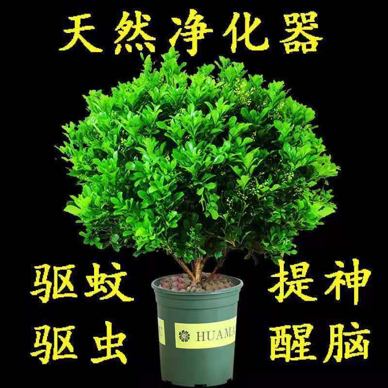 树形独杆米兰九里香盆栽花四季开花不断室内香花植物净化空气