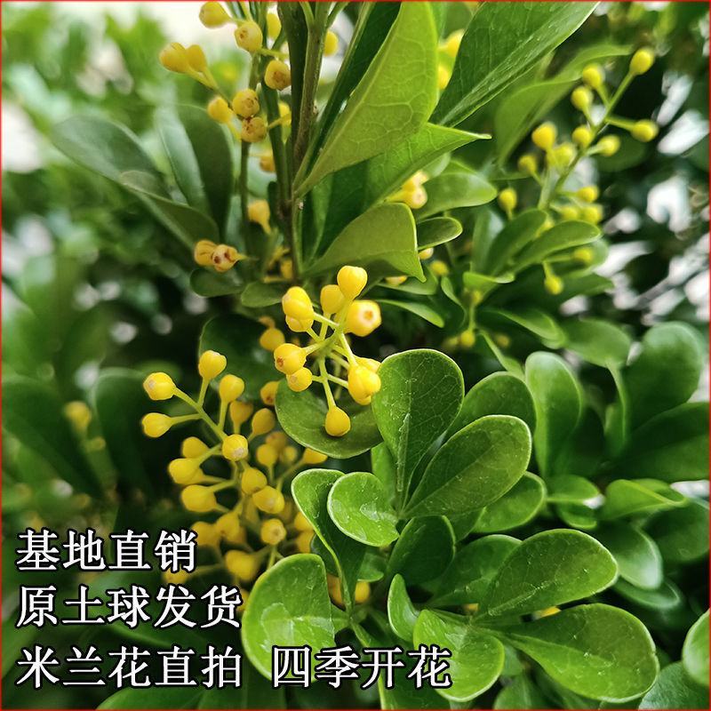 树形独杆米兰九里香盆栽花四季开花不断室内香花植物净化空气