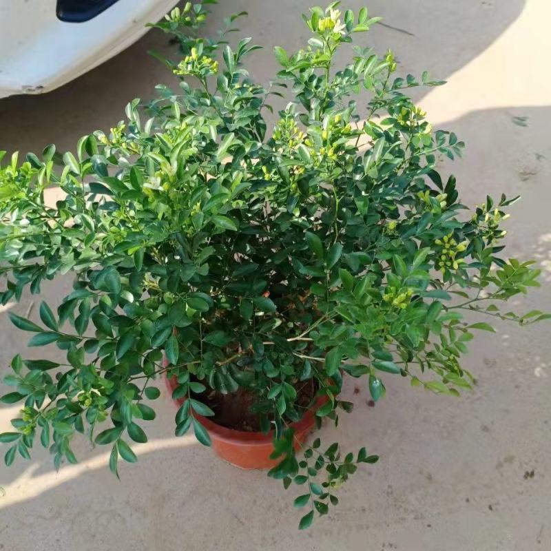 树形独杆米兰九里香盆栽花四季开花不断室内香花植物净化空气