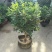 树形独杆米兰九里香盆栽花四季开花不断室内香花植物净化空气