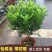 树形独杆米兰九里香盆栽花四季开花不断室内香花植物净化空气