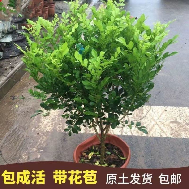 树形独杆米兰九里香盆栽花四季开花不断室内香花植物净化空气