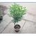 树形独杆米兰九里香盆栽花四季开花不断室内香花植物净化空气